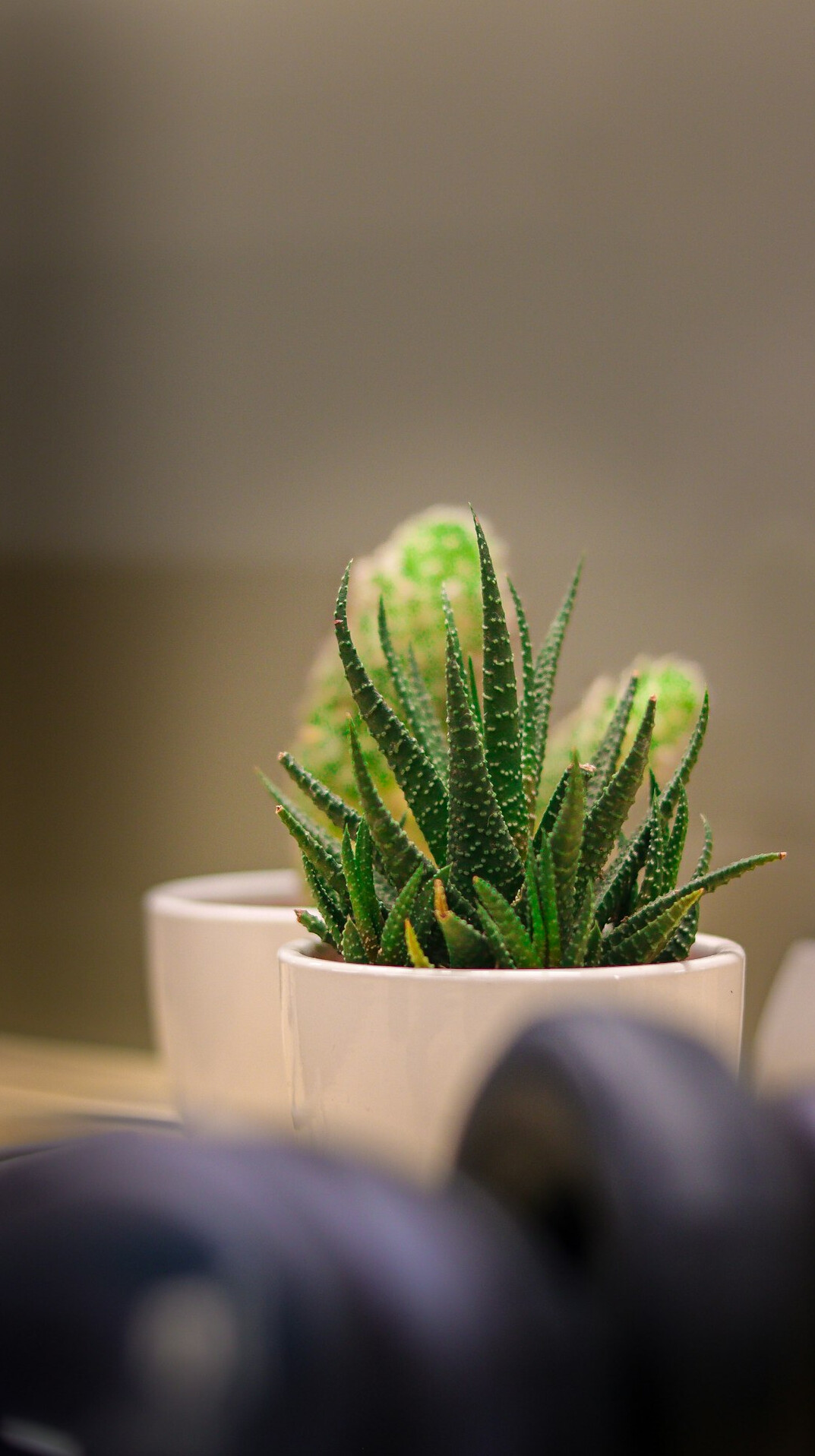 office plants on desk